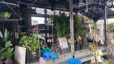 GNR apreende plantas por falta de controlo fitossanitário