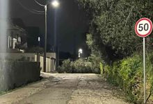 Árvore tombou para a estrada junto à PAKA