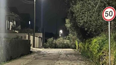 Árvore tombou para a estrada junto à PAKA