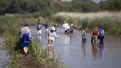 Já pensou em fazer parte do cultivo do Arroz?