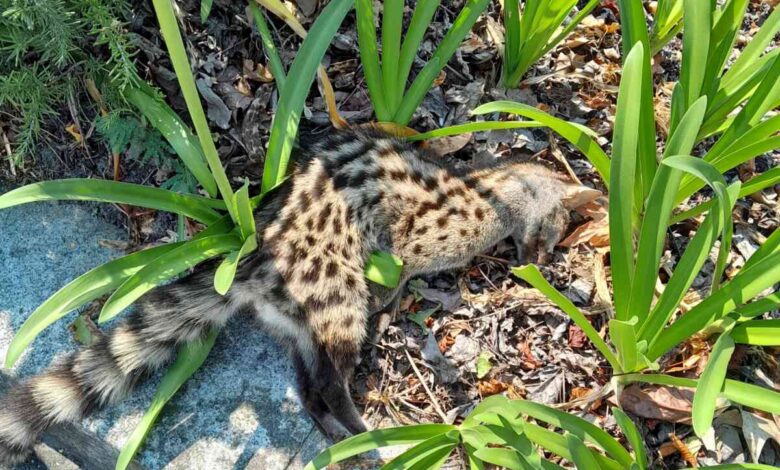 Gineta morta por atropelamento na Avenida da Régua Gineta morta por atropelamento na Avenida da Régua