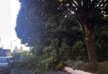 Estudo técnico recomenda remoção urgente de quatro árvores no Jardim Garrett, em Ovar
