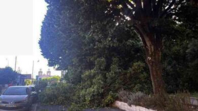 Árvore tomba no Jardim Almeida Garrett em Ovar