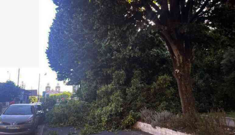 Árvore tomba no Jardim Almeida Garrett em Ovar Árvore tomba no Jardim Almeida Garrett em Ovar