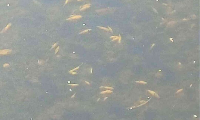 PS exige responsabilidades na morte de peixes no rio Cáster