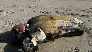 Tartaruga gigante morta dá à costa na praia da Torreira