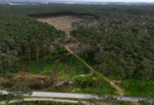 Por uma Floresta de Ovar Viva! – Por Daniela Patarena e Álvaro Reis