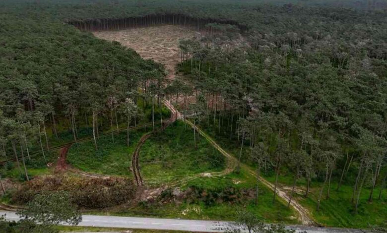 Por uma Floresta de Ovar Viva! – Por Daniela Patarena e Álvaro Reis
