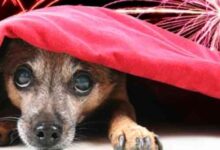 Um fim de ano sem sustos: como ajudar os animais a lidar com o ruído e os fogos de artifício