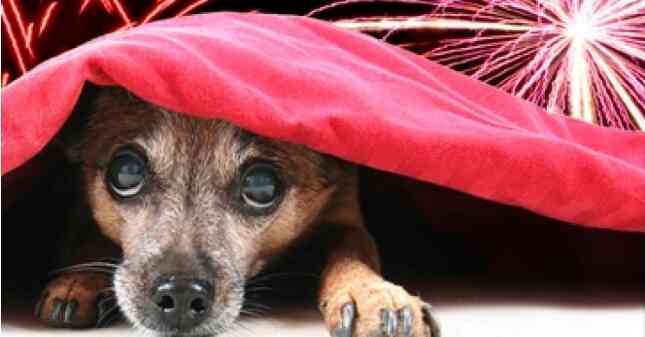 Um fim de ano sem sustos: como ajudar os animais a lidar com o ruído e os fogos de artifício