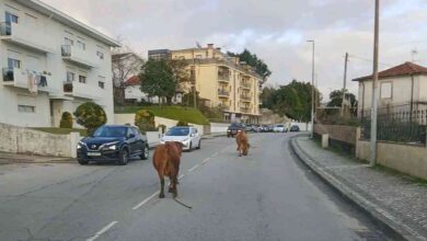 Vacas à solta surpreendem automobilistas em Santa Maria da Feira Vacas à solta surpreendem automobilistas em Santa Maria da Feira
