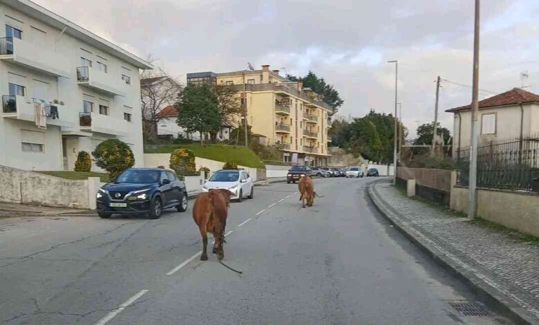 Vacas à solta surpreendem automobilistas em Santa Maria da Feira