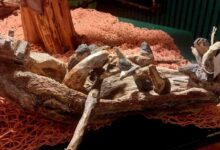 “Esculturas do Mar”, de João Pinto, para ver na Confeitaria Progresso