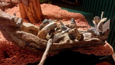 “Esculturas do Mar”, de João Pinto, para ver na Confeitaria Progresso