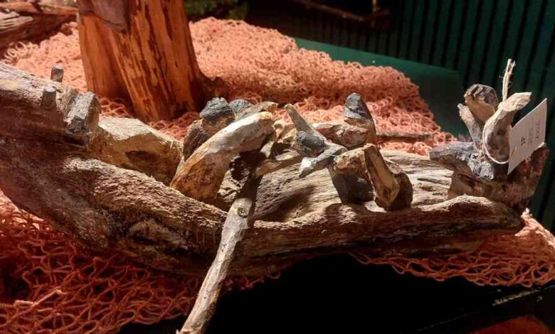 “Esculturas do Mar”, de João Pinto, para ver na Confeitaria Progresso