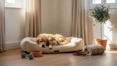 Conforto, segurança e qualidade de vida dos animais de companhia