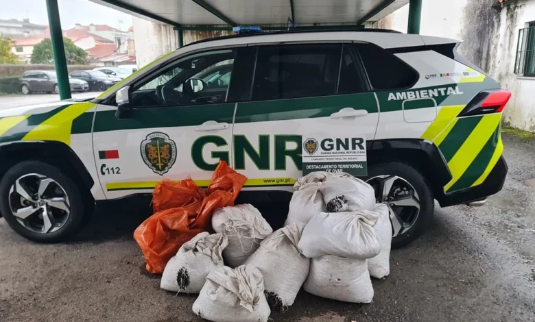 Apreendidos cerca de 300 quilos de mexilhão capturados ilegalmente em Ovar