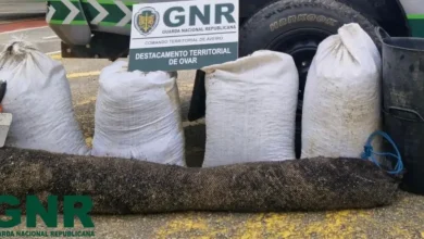 GNR apreende 175 quilos de mexilhão capturado ilegalmente em Ovar GNR apreende 175 quilos de mexilhão capturado ilegalmente em Ovar