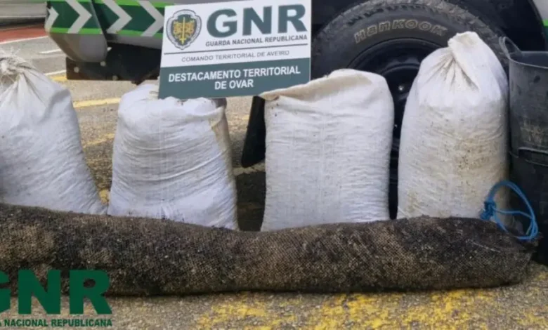 GNR apreende 175 quilos de mexilhão capturado ilegalmente em Ovar GNR apreende 175 quilos de mexilhão capturado ilegalmente em Ovar