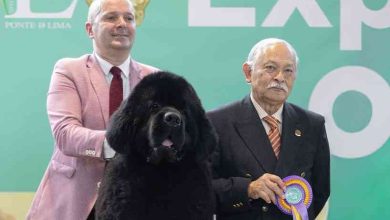 Válega: CR7 vence Exposição Nacional de Ponte de Lima 2026 Válega: CR7 vence Exposição Nacional de Ponte de Lima 2026
