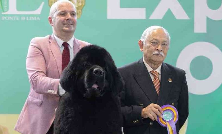 Válega: CR7 vence Exposição Nacional de Ponte de Lima 2026