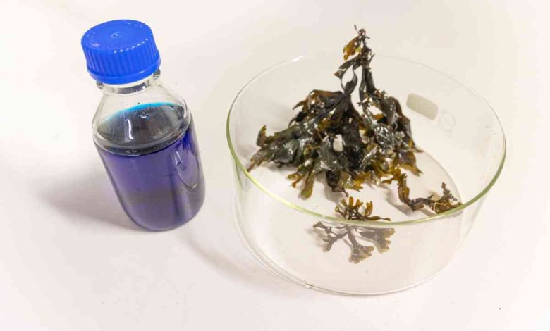 Macroalgas marinhas mostram elevado potencial para remover corantes poluentes da água