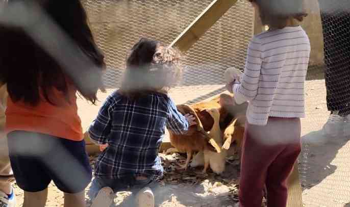 Arada: Patos e galinhas também vão à Feira Primaveril na EB da Murteira