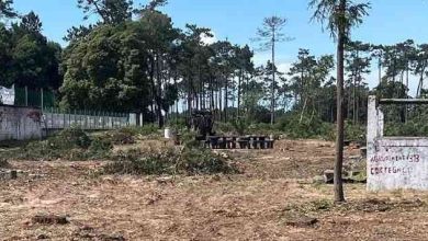 “+ Pinhal” acusa autarquias de faltar à verdade sobre abate de árvores no Buçaquinho “+ Pinhal” acusa autarquias de faltar à verdade sobre abate de árvores no Buçaquinho