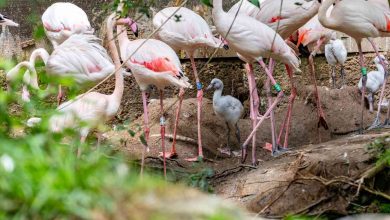 Nasceram quatro filhotes de flamingo no Zoo de Lourosa Nasceram quatro filhotes de flamingo no Zoo de Lourosa