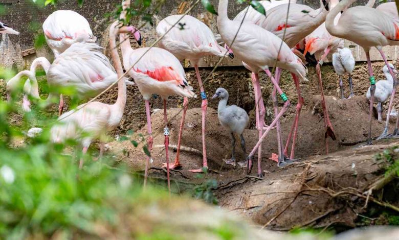 Nasceram quatro filhotes de flamingo no Zoo de Lourosa
