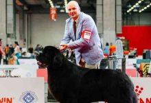 Criador de Válega destaca-se no World Dog Show 2026 em Bolonha Criador de Válega destaca-se no World Dog Show 2026 em Bolonha