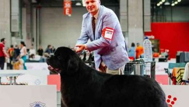Criador de Válega destaca-se no World Dog Show 2026 em Bolonha