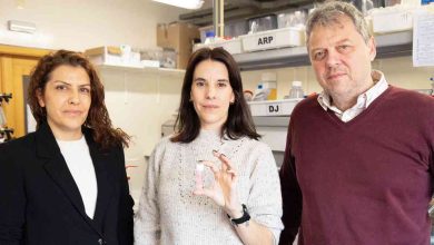 UA cria biomaterial com potencial para medicina regenerativa e engenharia de tecidos UA cria biomaterial com potencial para medicina regenerativa e engenharia de tecidos
