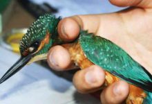 Parque Ambiental do Buçaquinho recebe comemorações do Dia Mundial do Ambiente