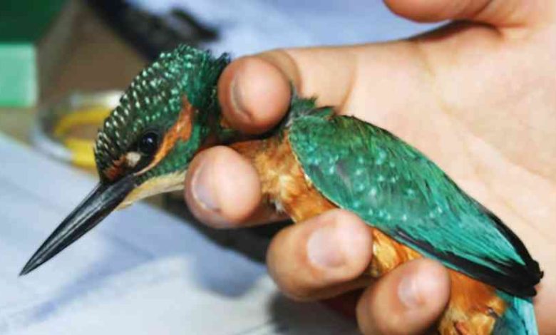 Parque Ambiental do Buçaquinho recebe comemorações do Dia Mundial do Ambiente