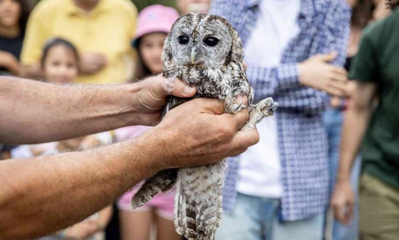Amigos do Cáster convidam a partilhar a beleza da vida selvagem bem perto de nós
