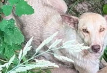 Cadela presa em armadilha de arco com garras foi encontrada e está em segurança