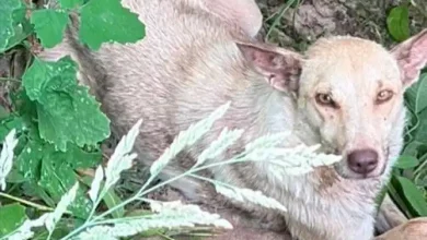 Cadela presa em armadilha de arco com garras foi encontrada e está em segurança Cadela presa em armadilha de arco com garras foi encontrada e está em segurança