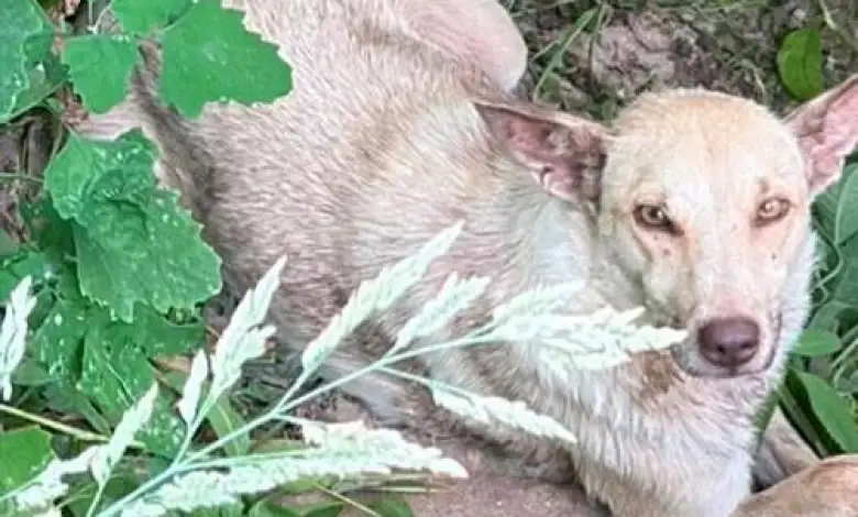 Cadela presa em armadilha de arco com garras foi encontrada e está em segurança Cadela presa em armadilha de arco com garras foi encontrada e está em segurança