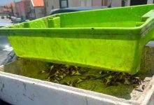 Junta de Freguesia alerta para deposição ilegal de resíduos de peixe e promete denunciar infratores