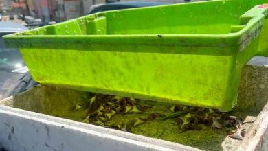 Junta de Freguesia alerta para deposição ilegal de resíduos de peixe e promete denunciar infratores