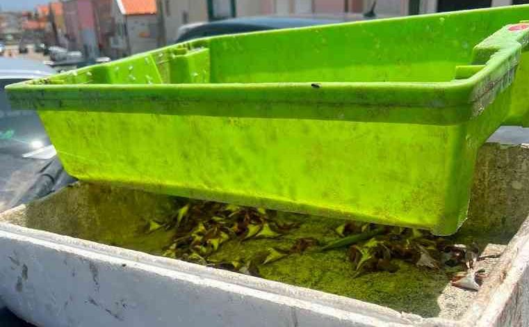 Junta de Freguesia alerta para deposição ilegal de resíduos de peixe e promete denunciar infratores