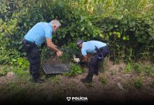 Cegonha resgatada pela PSP em Ovar