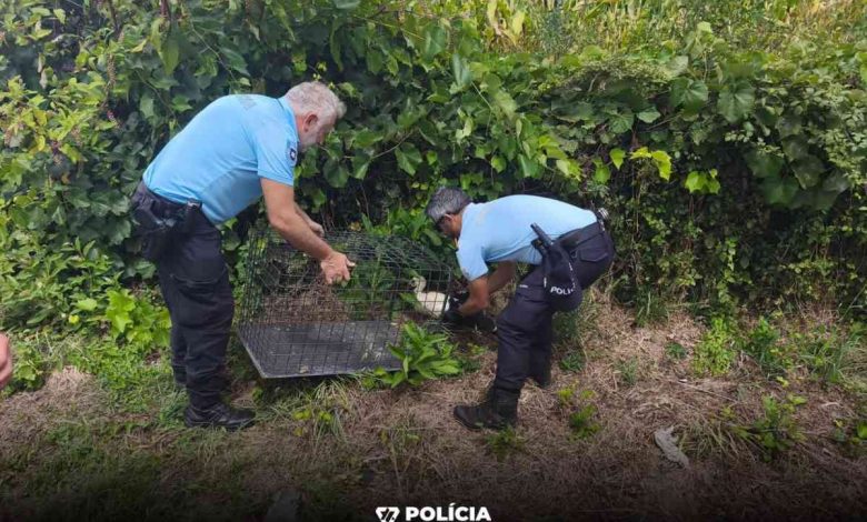 Cegonha resgatada pela PSP em Ovar Cegonha resgatada pela PSP em Ovar