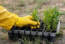 Mais de 6 mil adesões aos serviços digitais da AdRA ajudam a plantar 3.068 árvores