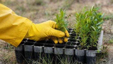 Mais de 6 mil adesões aos serviços digitais da AdRA ajudam a plantar 3.068 árvores