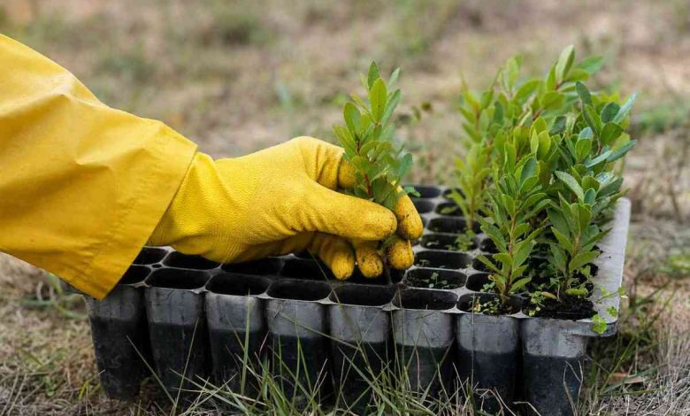 Mais de 6 mil adesões aos serviços digitais da AdRA ajudam a plantar 3.068 árvores Mais de 6 mil adesões aos serviços digitais da AdRA ajudam a plantar 3.068 árvores