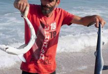 Dois tubarões bebé capturados e devolvidos ao mar no Furadouro