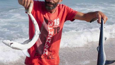 Dois tubarões bebé capturados e devolvidos ao mar no Furadouro Dois tubarões bebé capturados e devolvidos ao mar no Furadouro