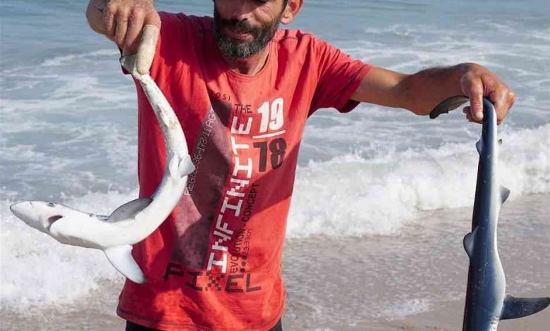 Dois tubarões bebé capturados e devolvidos ao mar no Furadouro